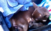 Sudden Birth of Chihuahua Puppies!!