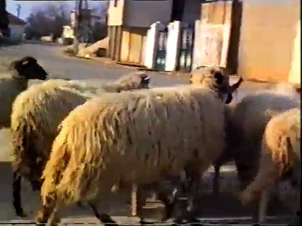 Rat u Zadru-Poličnik  Studeni1991.