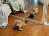 funny puppy pug identity crisis puppies vs babies animal planet contestant