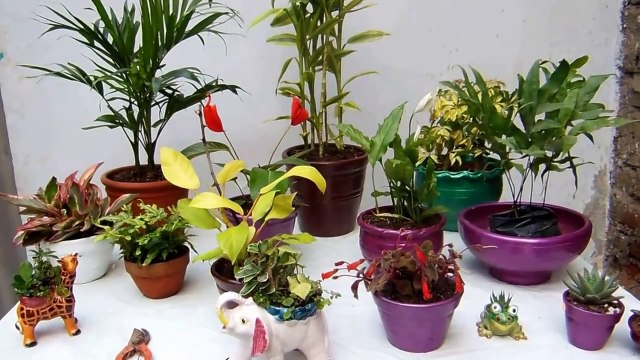 Las macetas y las plantas de interior