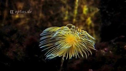 Beautiful Anemone Flower Reef