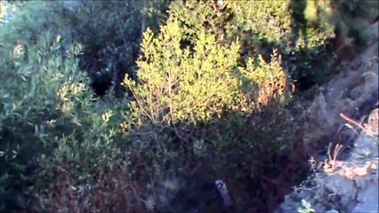 podencos cuevas de san marcos en zarzas caza a diente