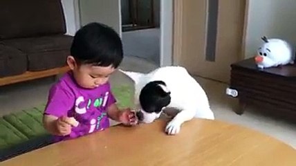 Love animals Baby and dogs compete for food and got a ...HD Video