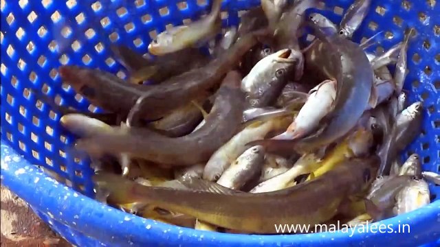 Catching Fish using Chinese Fish Net in Kerala(So painful to see fish struggling for breath)