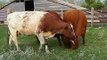 BO's Shorthorn Cows