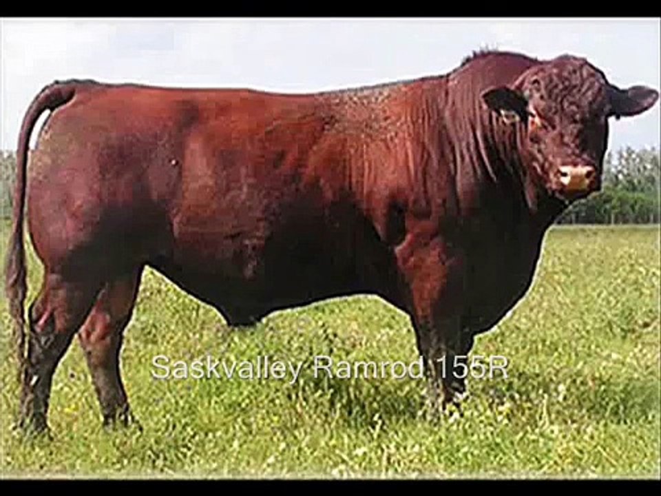 BOs Shorthorns Herd Sires