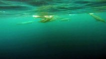 Snorkeling with Wild Dolphins in Hawaii GoPro 4 Silver