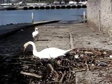 Mute Swans nesting