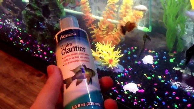 Update: 55 Gallon Freshwater Fish Tank