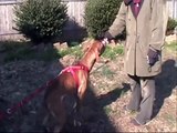 Clicker Training the Jumpy Dog