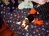 Little Puppy Beagle Barking and Howling - Cachorro Beagle Ladrando