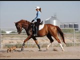 Horatio- Trakehner gelding for sale by Aul Magic