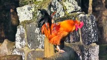 Rooster Crowing In The Morning - Rooster Crowing Sound Effect