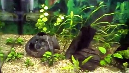 65 gallon update - freshwater