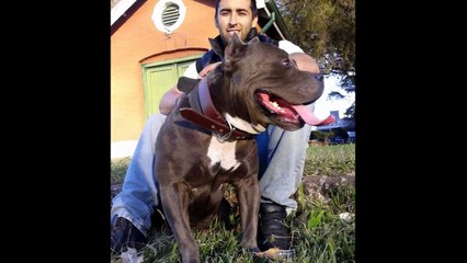 Pitbull blue American Bully HOOCH