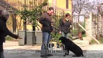 Irresistibile video! Un cane ci svela il segreto per farci riportare le palline!