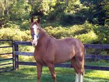 Pete - Racking Horse for sale