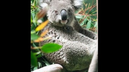 Lowry Park Zoo (Tampa Florida)