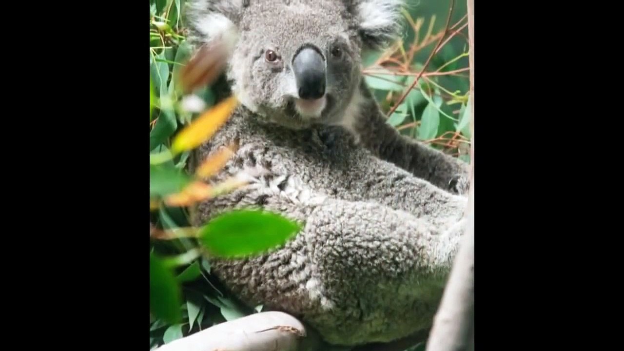 Lowry Park Zoo (Tampa Florida)