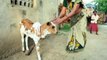 Calf Born With THREE Eyes Treated Like Deity In India