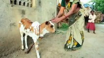 Calf Born With THREE Eyes Treated Like Deity In India