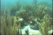 Caribbean Reef Squid in Bonaire