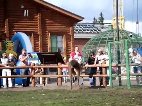 Лама, верблюд, олень, зебра и обезьяны