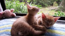 りりときなことさくら　きなこのお耳は美味しいの！茶とらの子猫　赤ちゃん猫  kitten  babycat