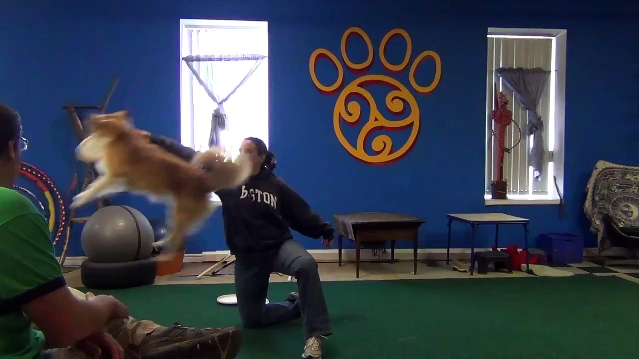 Disc Dog Vault Foundation - Getting Started