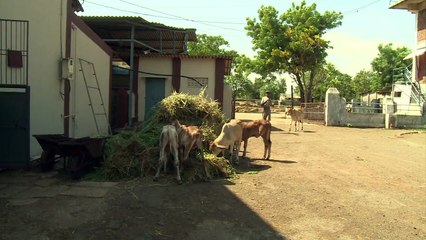 Inde: des maisons de retraite pour vaches sacrées