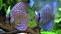 Throught the Distance - Day 40 - Newborn Discus on a Community Tank