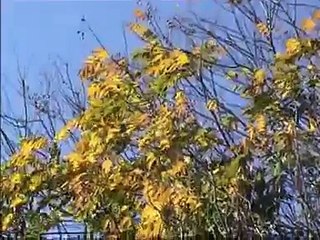 Histoire d'insectes II : Histoire de Mantes religieuses