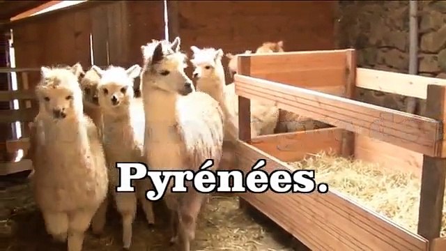 Planète Alpaga et sa montagne des Pyrénées.