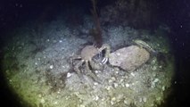 Creepy crab will give you nightmares