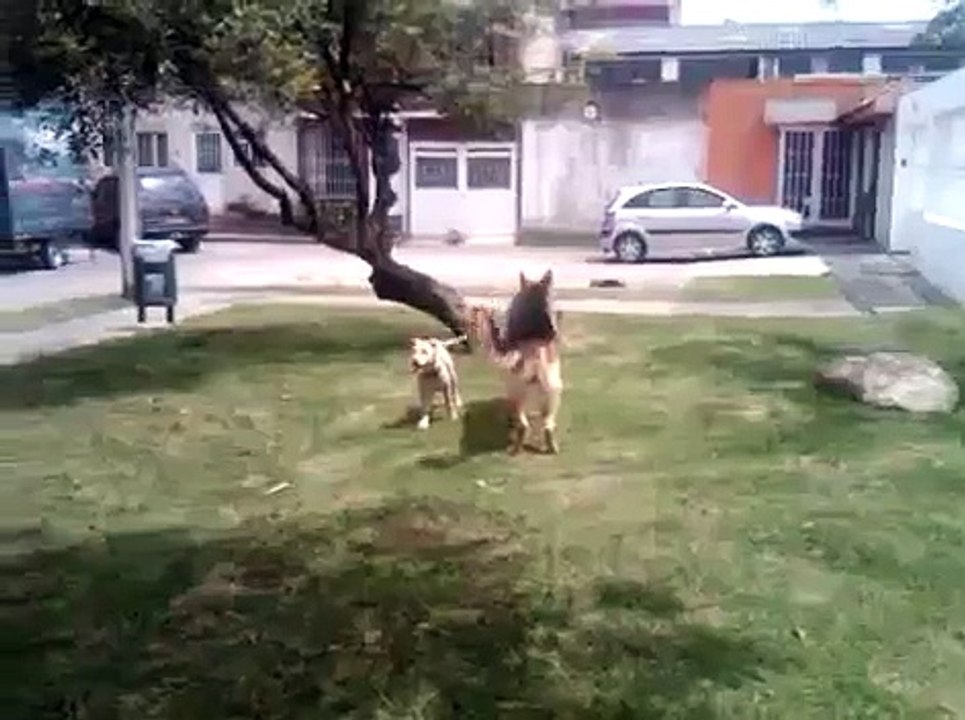 pitbull vs pastor aleman.