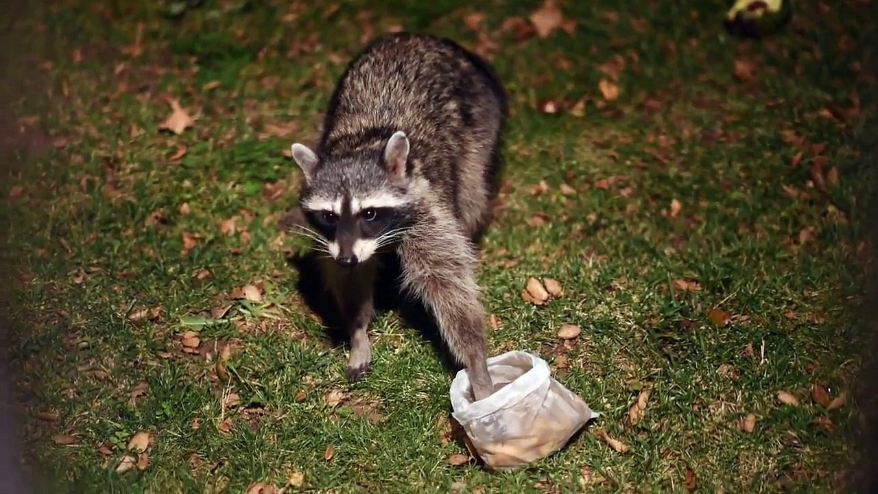 Raccoon