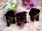 3 tiny female Yorkyie Puppies