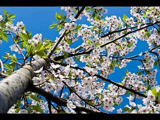 Rebelheart ir Stasys Povilaitis - Pavasaris gimtineje