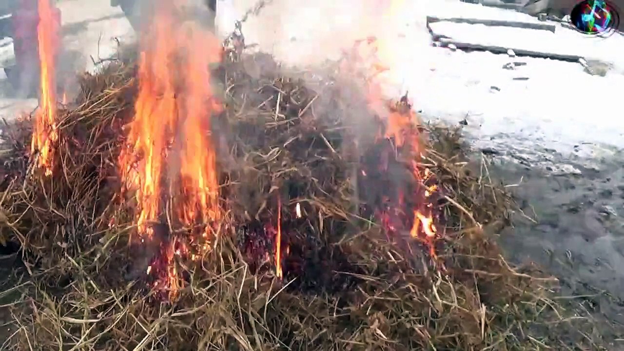 Забій свині  Від початку і до кінця.