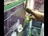 Mô Hình Nuôi Chim Cu Gáy Đẻ Thành Công Tại Tp Việt Trì Tỉnh Phú Thọ