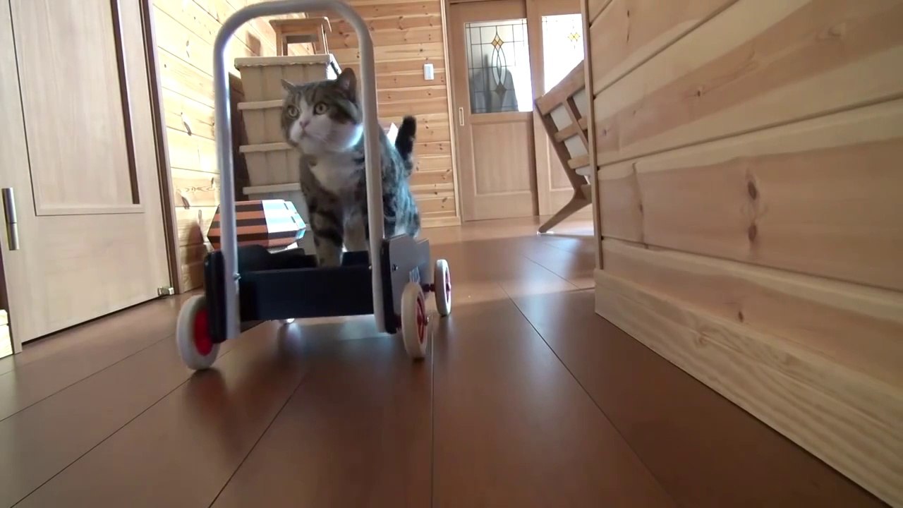 Ce chat pousse un chariot dans toute la maison