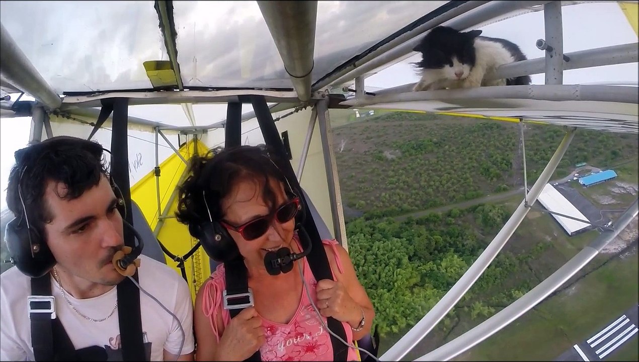 Remove cat before flight