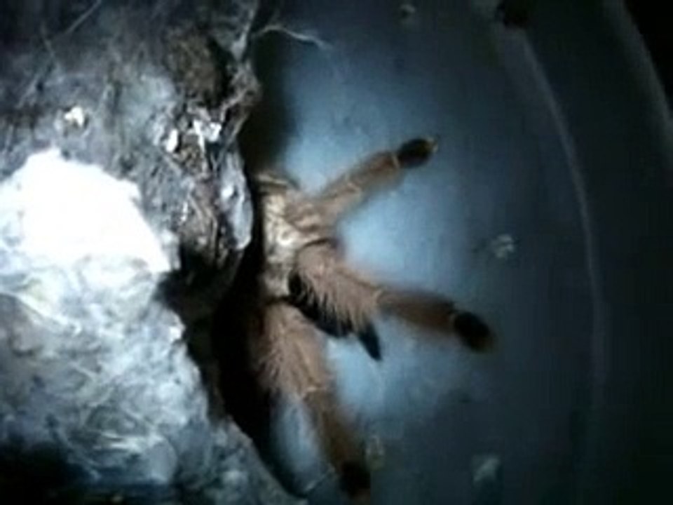 Tarantula Feeding Video 10