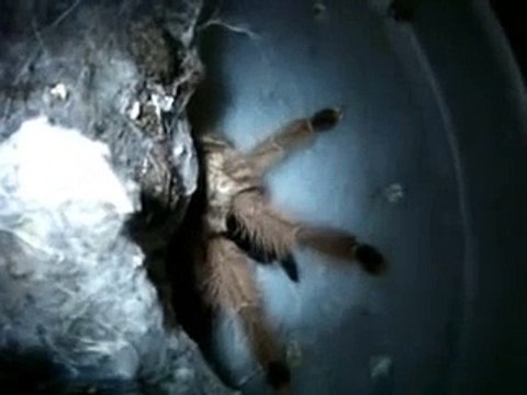 Tarantula Feeding Video 10