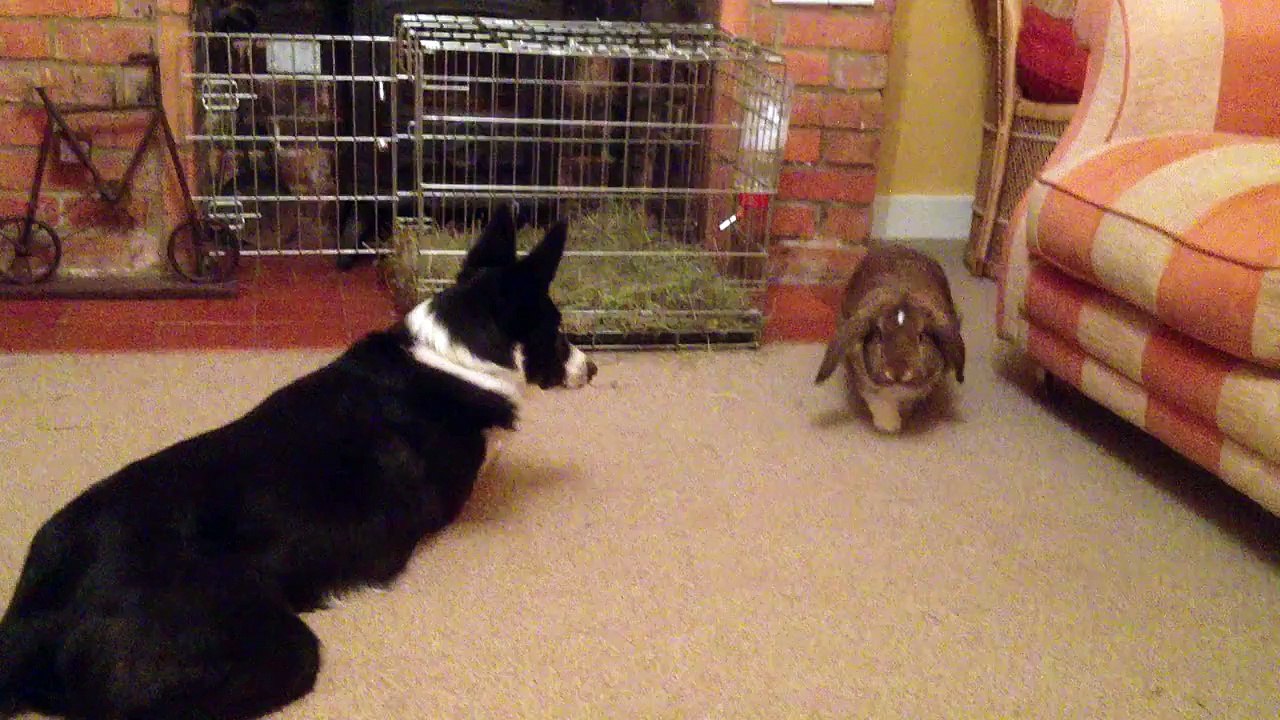 border collie and lop eared rabbit