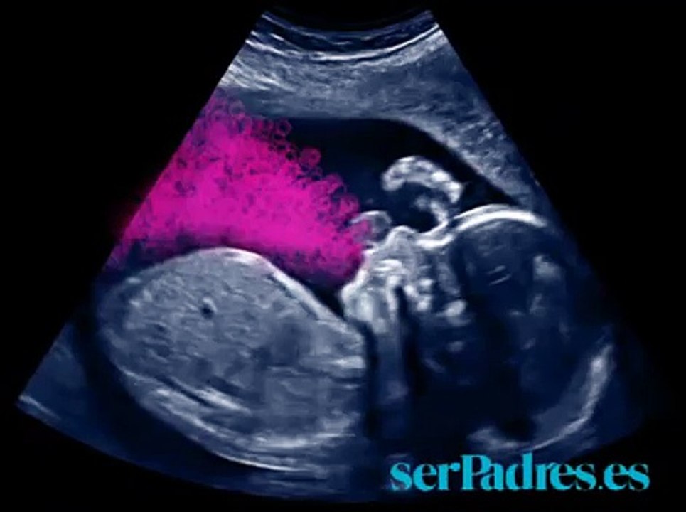 Semanas 21-24: El bebé en el vientre materno