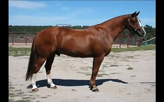 Dressage Horse-Mane Imports Dutch Warmblood Gelding/For Sale