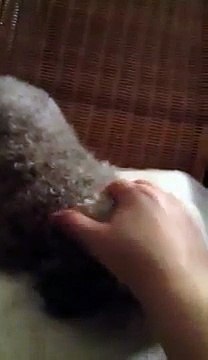 UPDATE: My coughing dog, 13 year old toy poodle. Aww