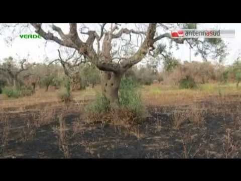 TG 19.05.15 Xylella, Silletti: "Avanti col piano"