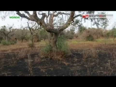 TG 13.05.15 Xylella, il dramma degli ulivi arriva sul New York Times